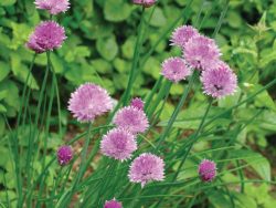 Chives Common