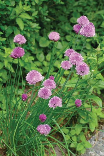 Chives Common
