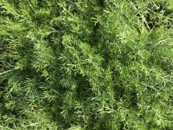 Chamomile Lawn