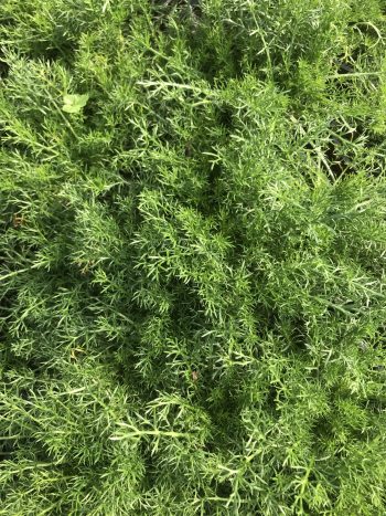 Chamomile Lawn