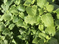 Lemon Balm