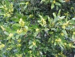 Bay Laurel