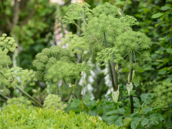Angelica