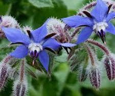Borage