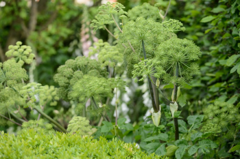 Angelica