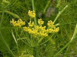 Fennel Green