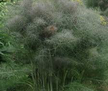 Fennel Bronze