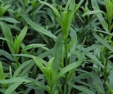 French Tarragon
