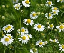 Chamomile Roman