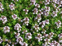 Thyme Compact