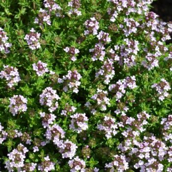 Thyme Compact
