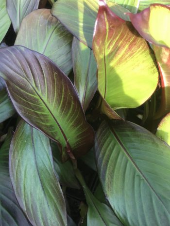 Ensete venticosa 'Maurelii'
