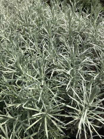 Curry Plant