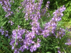 Sage Narrow Leaved