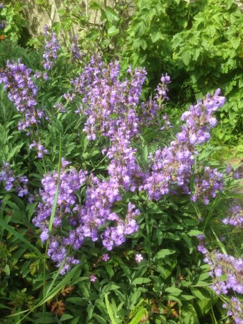Sage Narrow Leaved