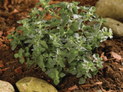 Oregano 'Hot and Spicy'