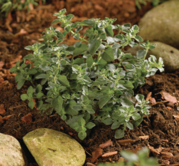 Oregano 'Hot and Spicy'
