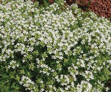 Thyme Creeping White