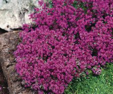 Thyme 'Creeping Red Carpet'