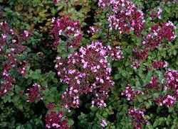 Marjoram Compact