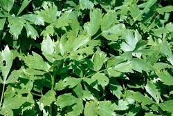 Lovage