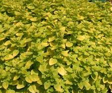 Marjoram Golden