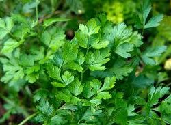 Flat Leaved Parsley