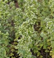 Oregano Syrian
