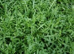 Wild Rocket