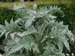 Cardoon