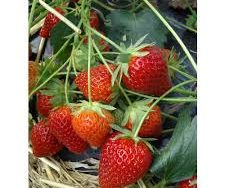 French Strawberry 'Charlotte'