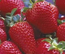 French Strawberry 'Mara des Bois'