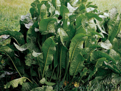 Horseradish