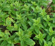 Mint Moroccan