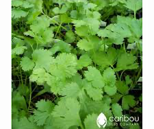 Coriander