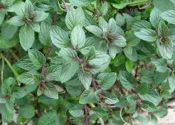 Mint Chocolate Pepermint