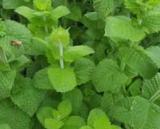 Mint Bowles