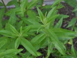 Lemon Verbena