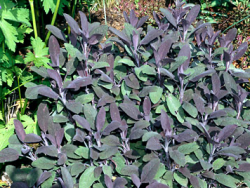Sage Purple