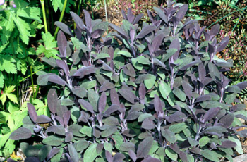 Sage Purple