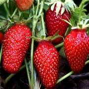 French Strawberry 'Gariguette’