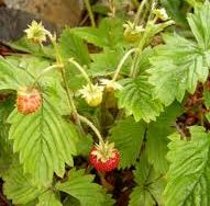 Strawberry Alpine