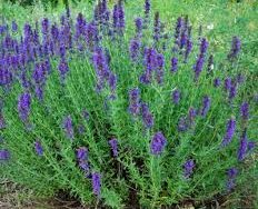 Hyssop