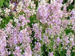 Lavender Pink