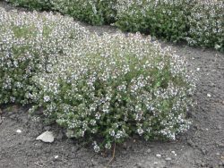 Thyme Orange