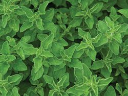 Oregano Greek
