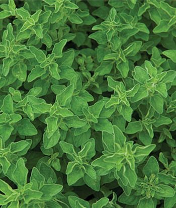 Oregano Greek