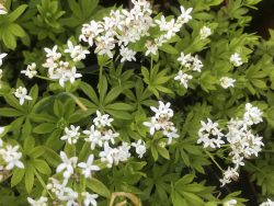 Woodruff