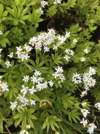 Woodruff