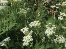 Sweet Cicely